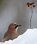BB 10 0215 / Garrulus glandarius / Nøtteskrike